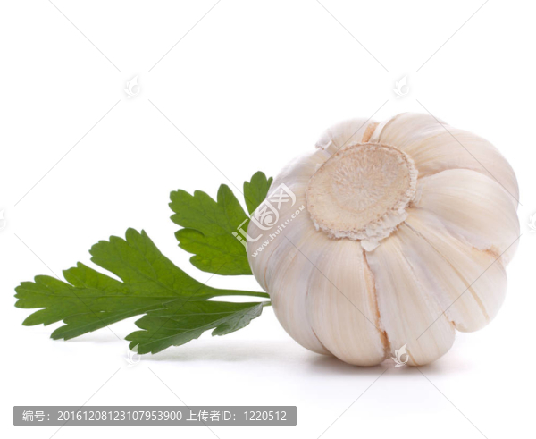 大蒜鱗莖