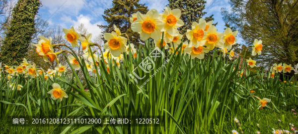 水仙花
