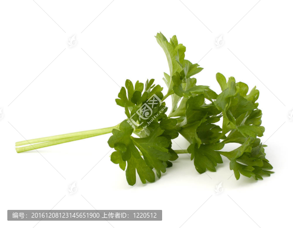 歐芹
