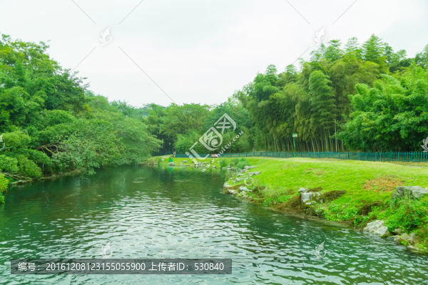 竹林竹子