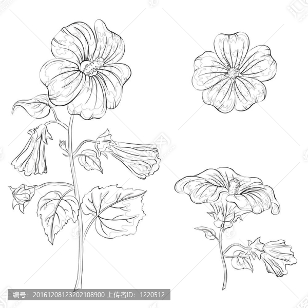 花葵；輪廓