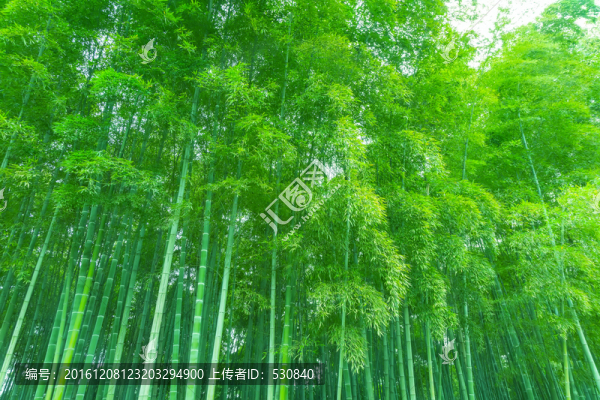 竹林竹子