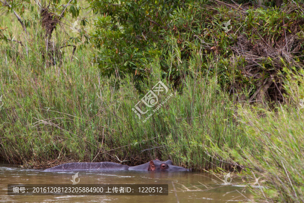 在水中的河馬游泳動物
