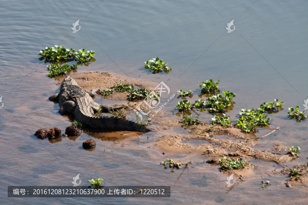 鱷魚躺在河岸上