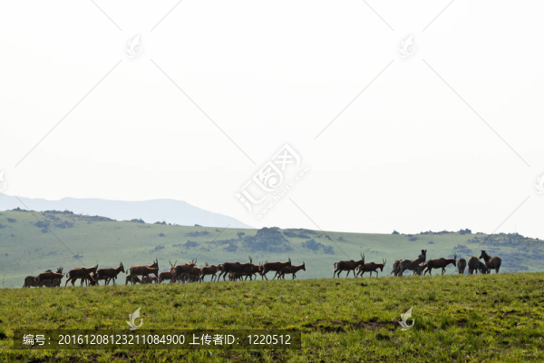 斑馬和角馬走在山上