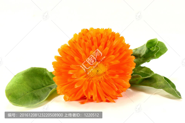 金盞花