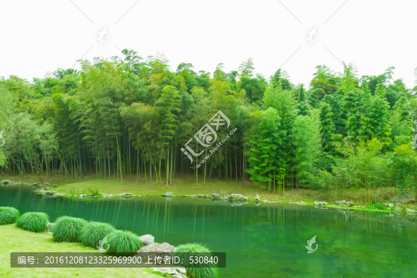 竹子竹林