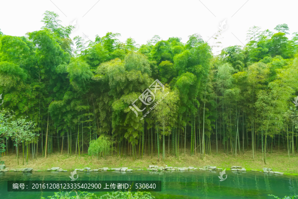 竹子竹林