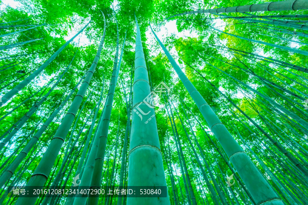 竹子竹林