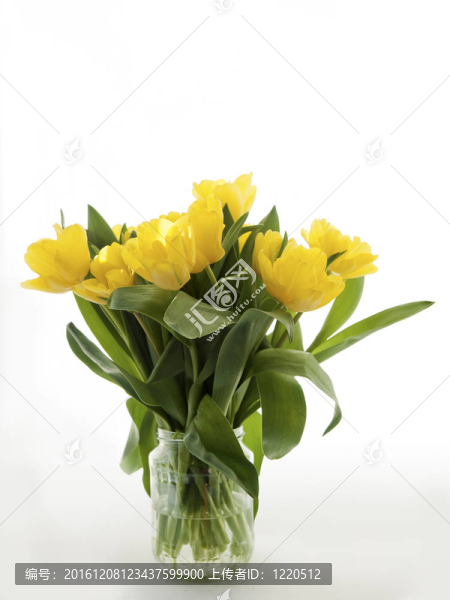 白色背景的黃色郁金香花束