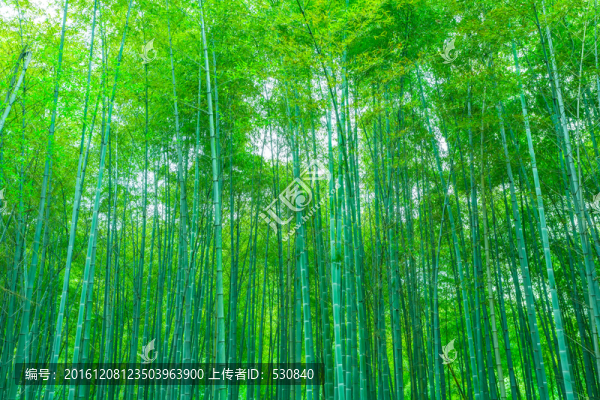 竹子竹林