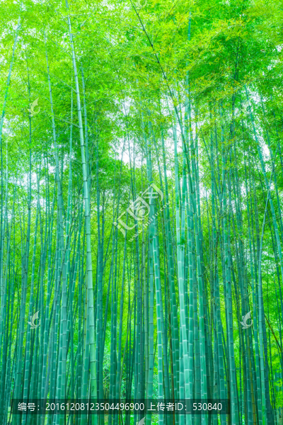 竹子竹林