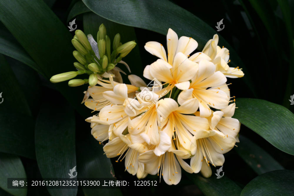 君子蘭