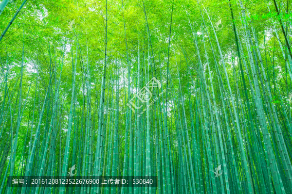 竹子竹林