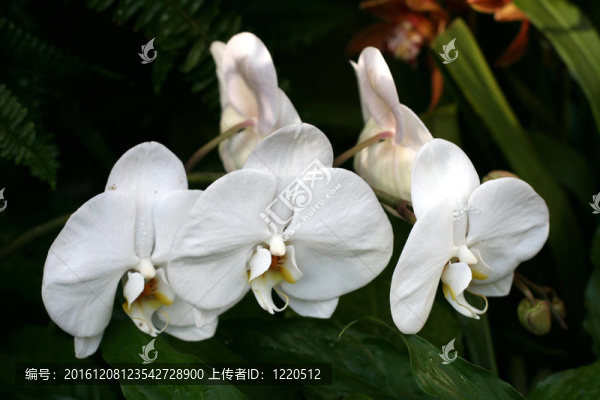 蘭花