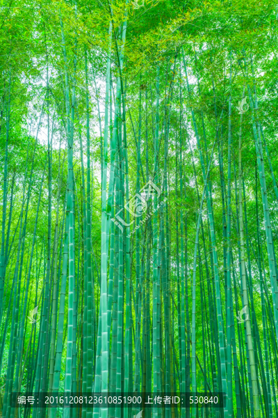竹子竹林