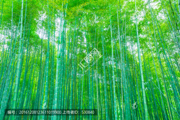 竹子竹林