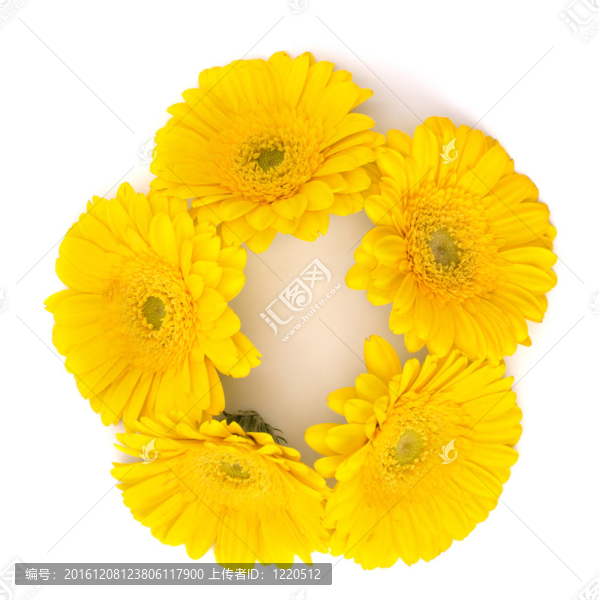 美麗的雛菊非洲菊