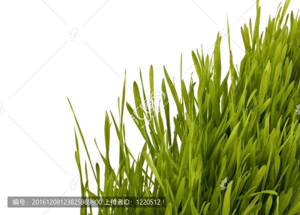 草的剪影