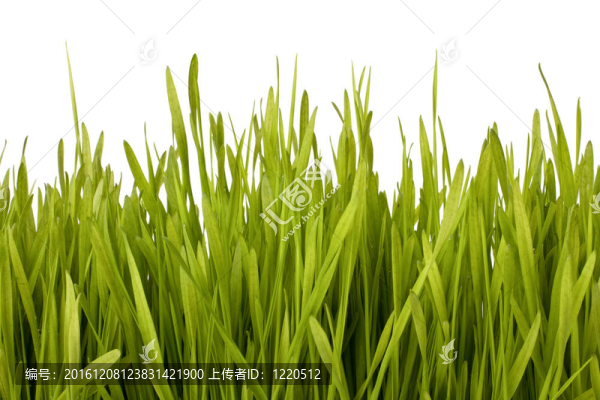 草的剪影
