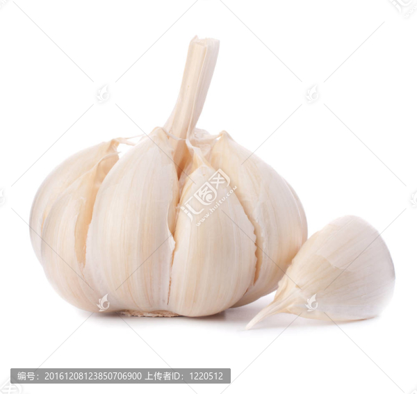 大蒜鱗莖