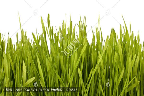 草的剪影