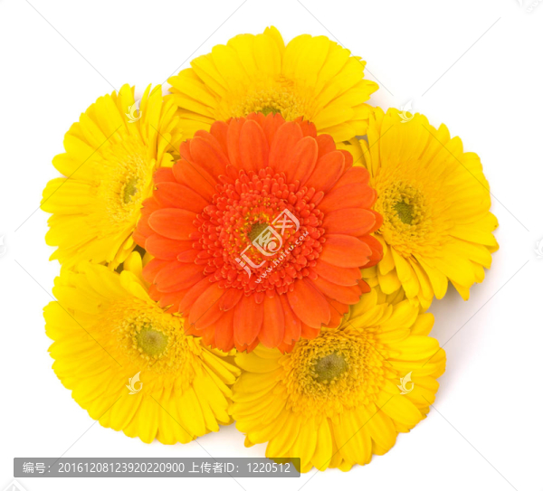 美麗的雛菊非洲菊