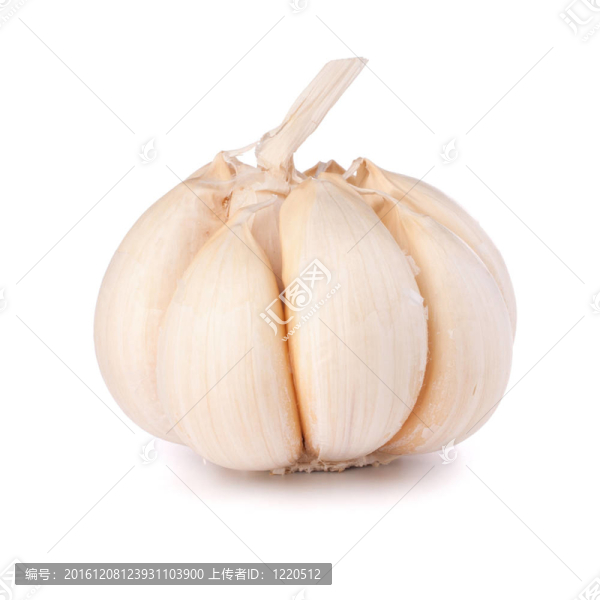 大蒜鱗莖