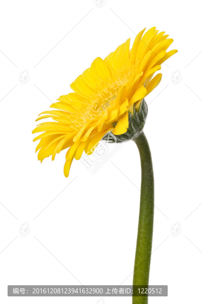 美麗的雛菊非洲菊