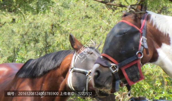 馬玩