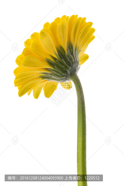 美麗的雛菊非洲菊