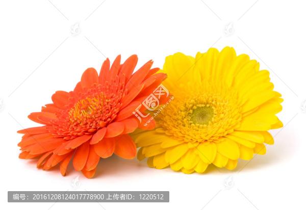 美麗的雛菊非洲菊