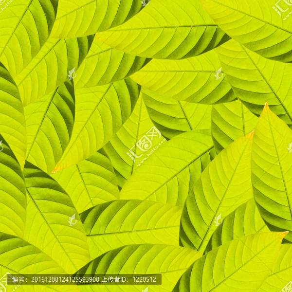 綠色的葉子為背景