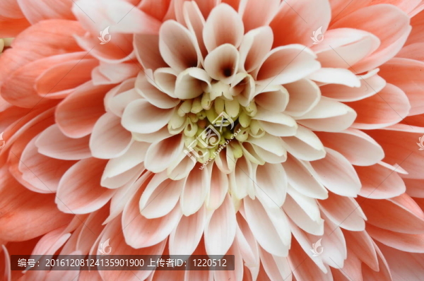 特寫：粉紅色粉紅色的花瓣黃心為背景或紋理紫菀