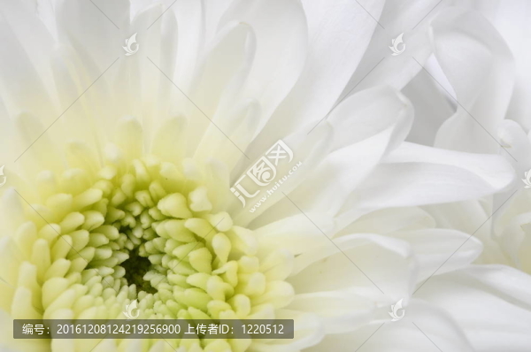 特寫：白色花的花瓣和黃色的心為背景或紋理紫菀