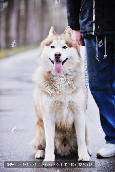狗的動物