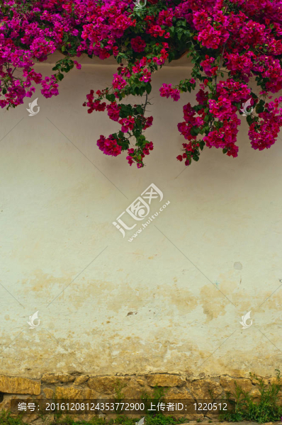 殖民墻與Flowers