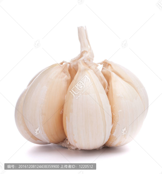 大蒜鱗莖