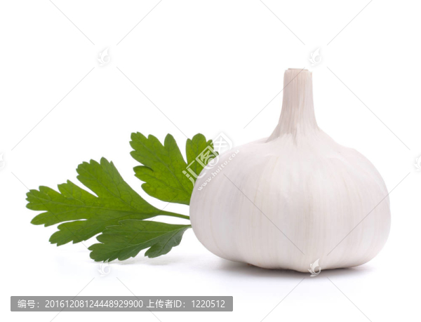 大蒜鱗莖