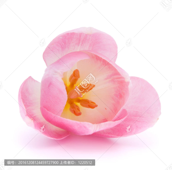 粉紅色的郁金香