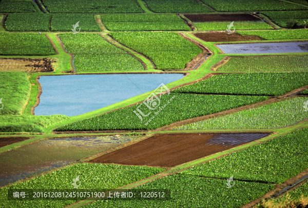 農(nóng)業(yè)領(lǐng)域