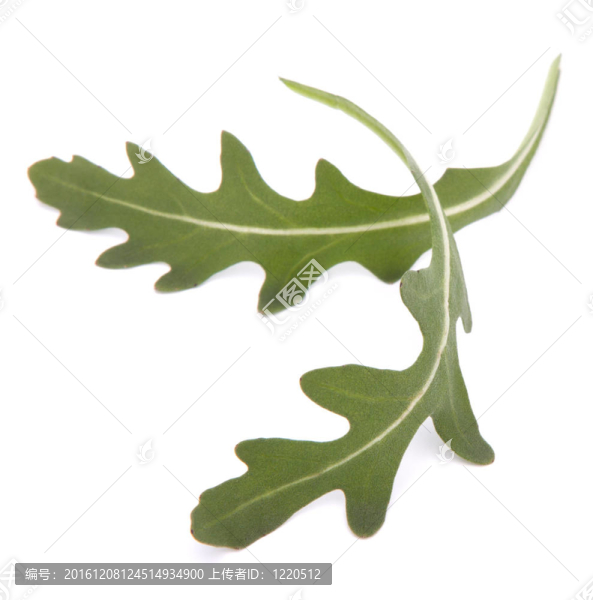 甜的生菜沙拉或火箭生菜葉子