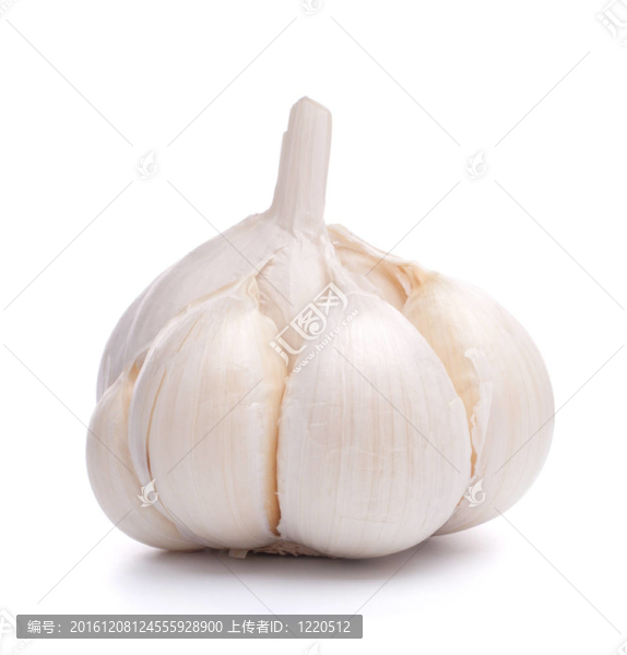 大蒜鱗莖