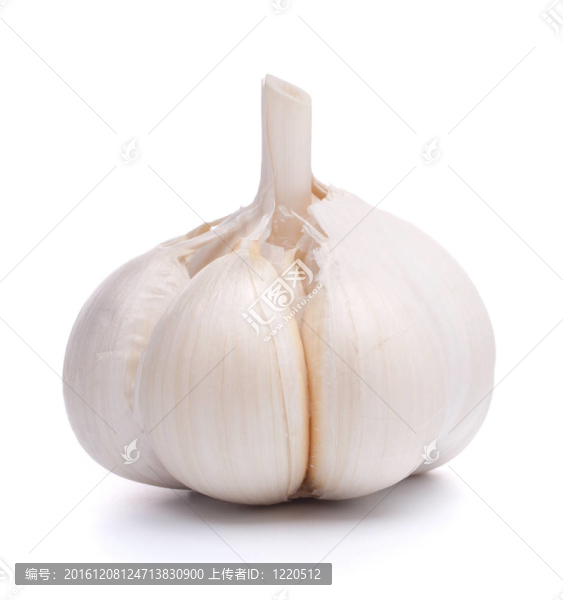 大蒜鱗莖