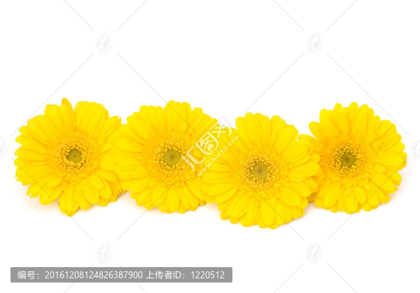 美麗的雛菊非洲菊