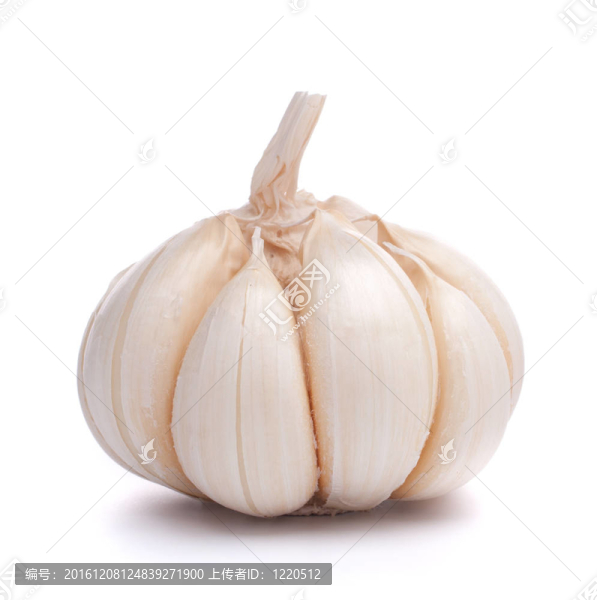 大蒜鱗莖