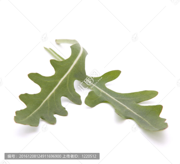 甜的生菜沙拉或火箭生菜葉子