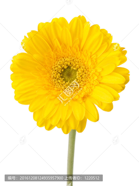美麗的雛菊非洲菊
