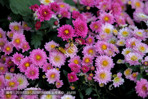 菊花
