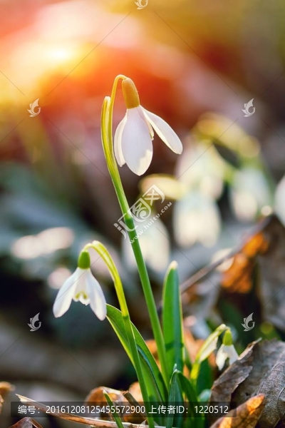 雪蓮花在早晨的露水；軟焦點